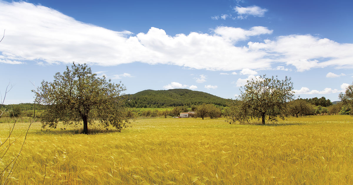 campo de ibiza con trigo dorado