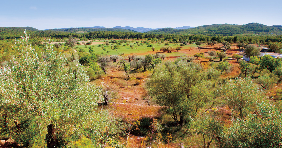 campo de ibiza en otono