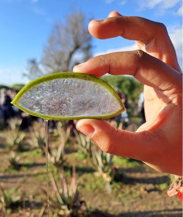 Visita guiada a plantació i museu Àloe vera Eivissa